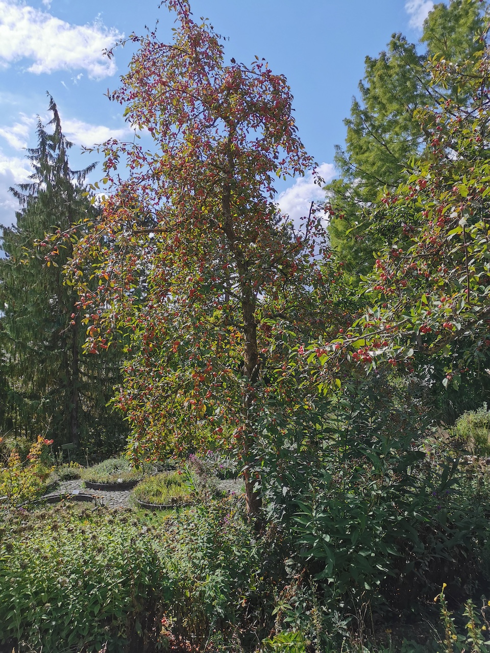'Rudolph' baccata Malus