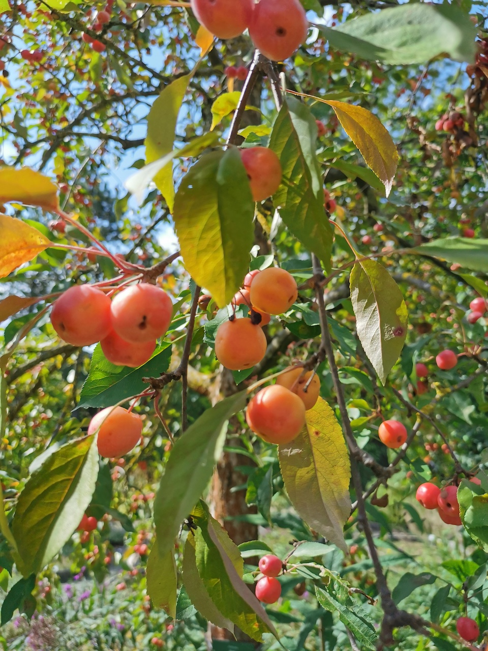 Malus baccata 'Rudolph' - Veitshöchheim - 2022