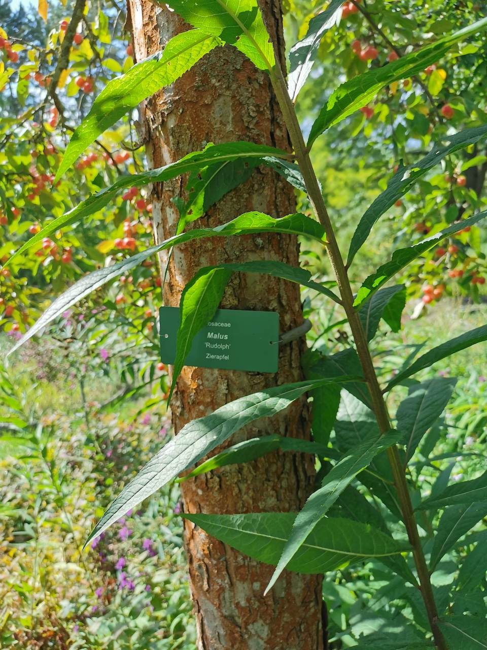 Malus baccata 'Rudolph' - Veitshöchheim - 2022