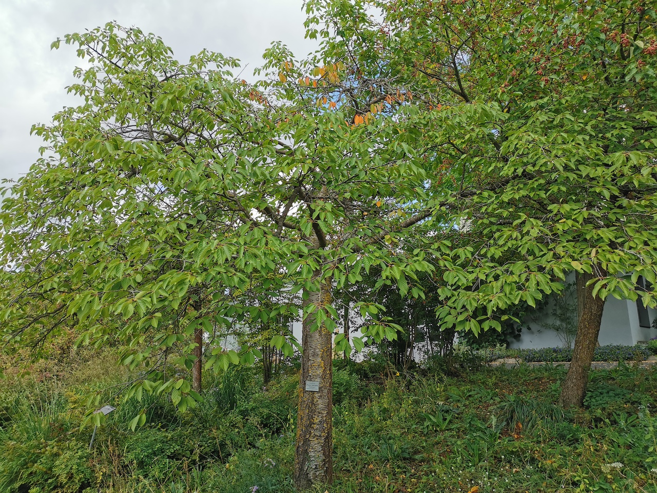 'Shirofugen' Prunus serrulata