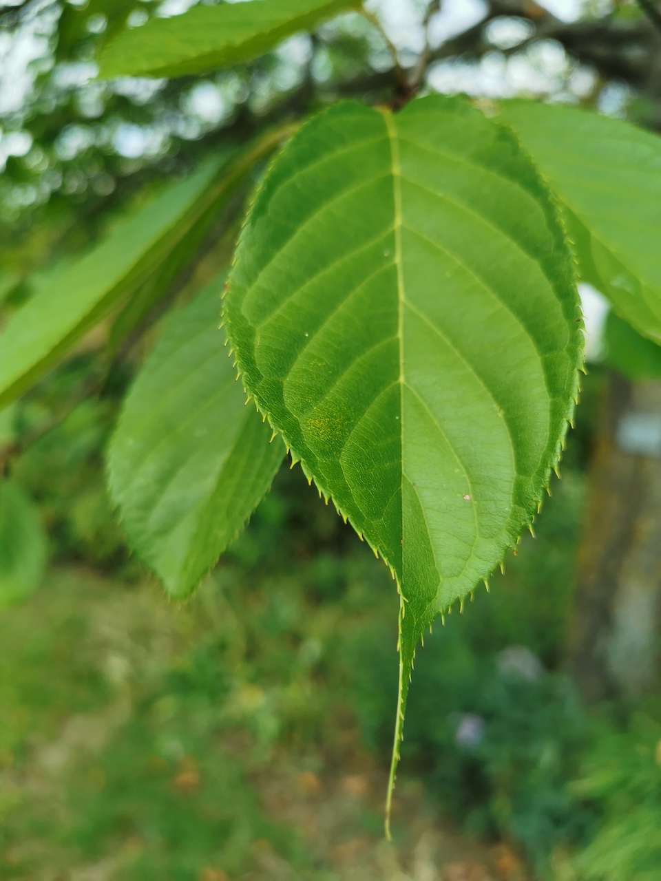 Prunus serrulata 'Shirofugen' - Veitshöchheim - 2022
