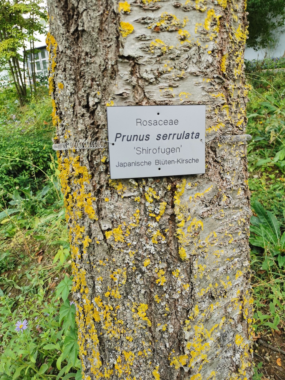 Prunus serrulata 'Shirofugen' - Veitshöchheim - 2022