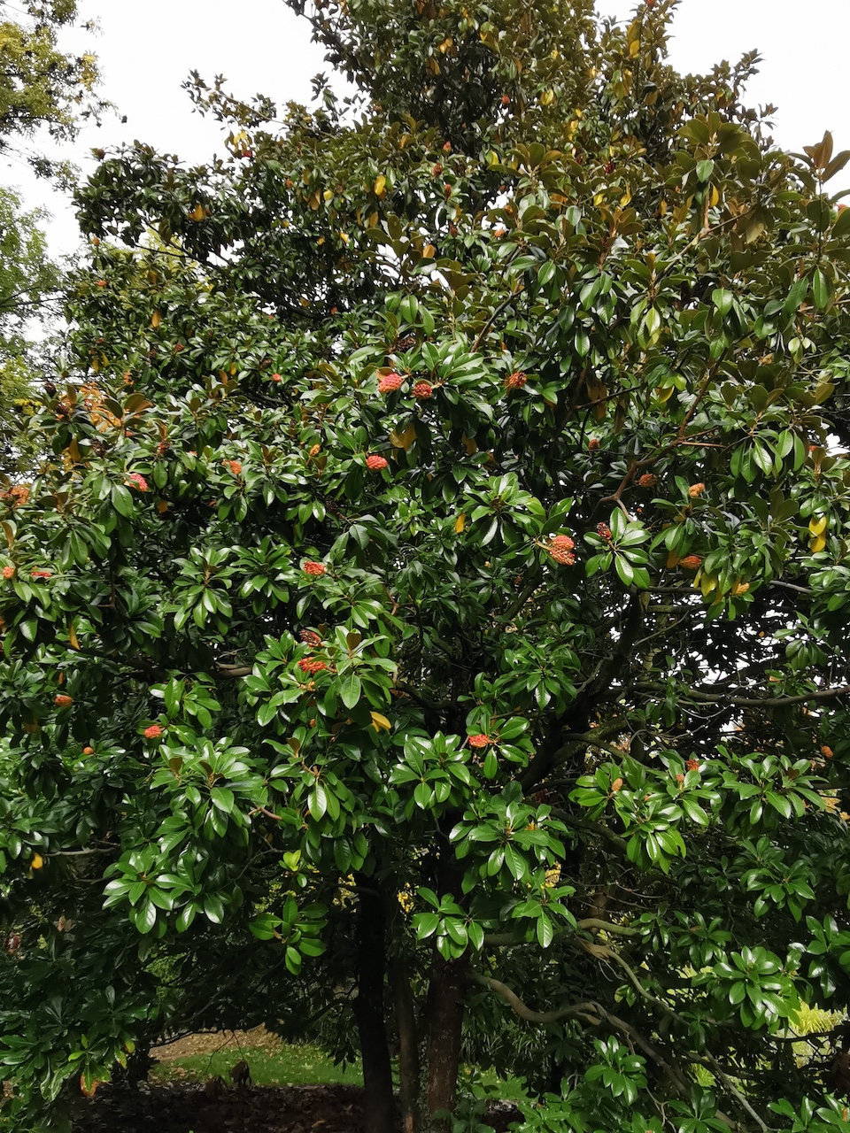 Magnolia grandiflora - Bad Dürkheim - Oktober 2022