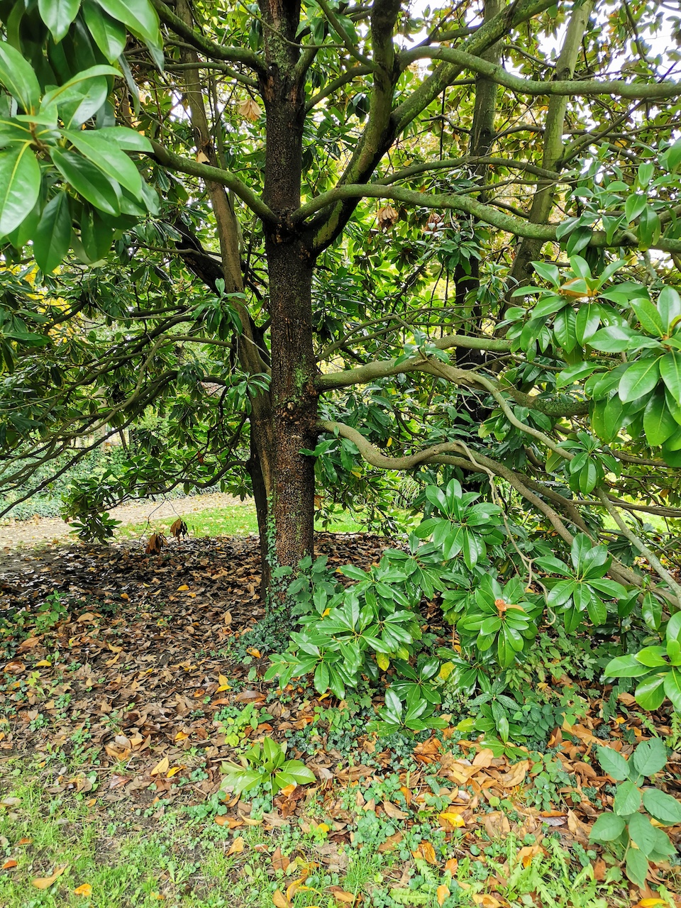 Magnolia grandiflora - Bad Dürkheim - Oktober 2022