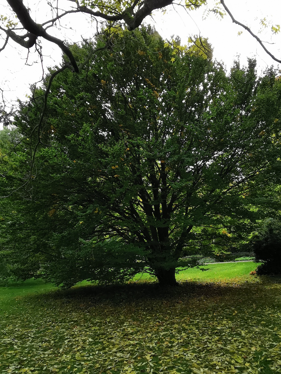 Fagus sylvatica 'Rotundifolia' - Bad Dürkheim - Oktober 2022