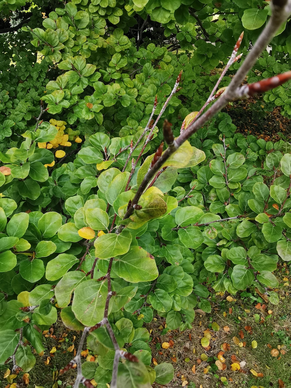 Fagus sylvatica 'Rotundifolia' - Bad Dürkheim - Oktober 2022