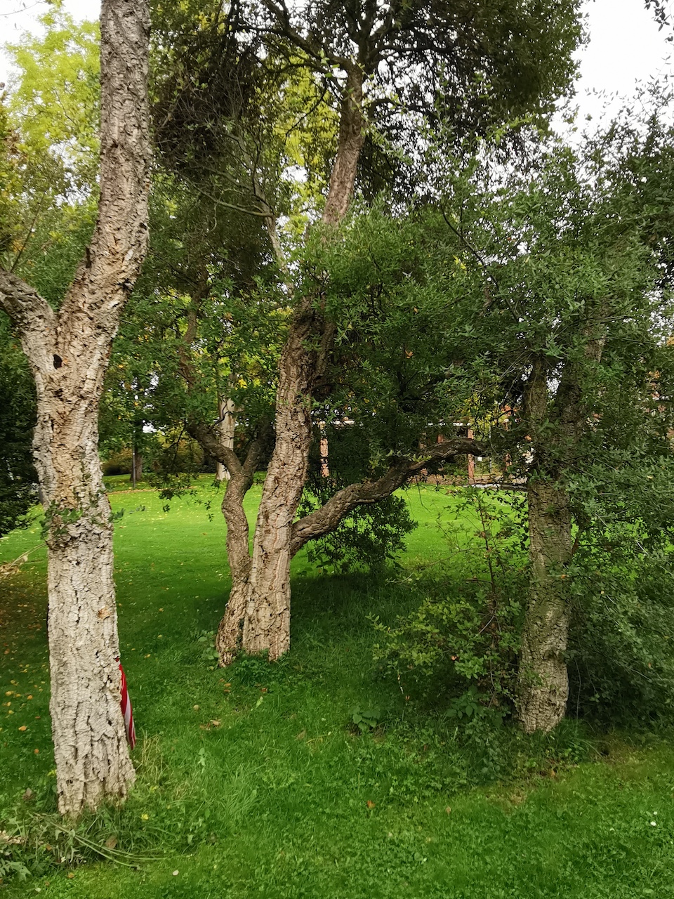 Quercus suber - Bad Dürkheim - Oktober 2022