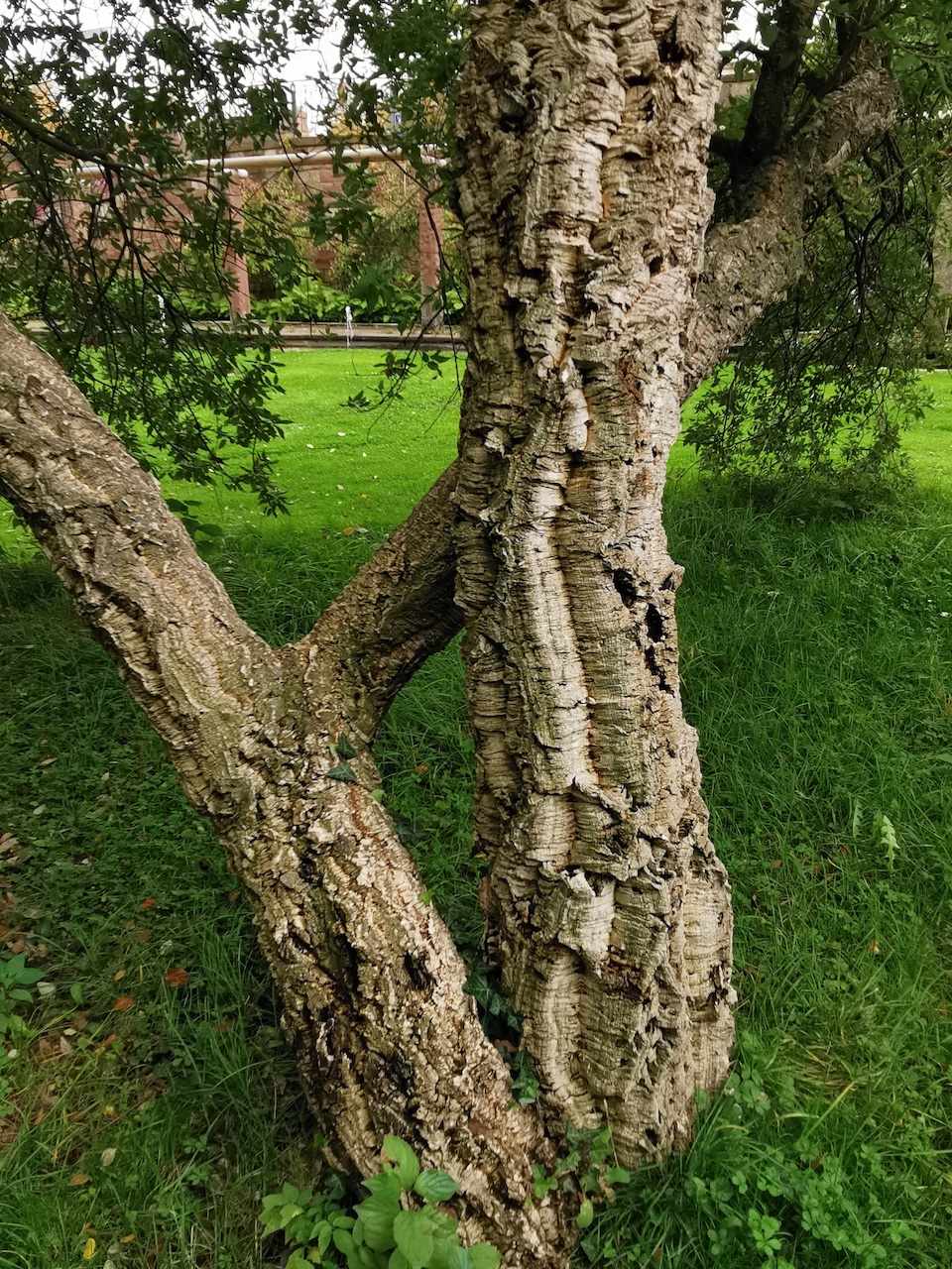 Quercus suber - Bad Dürkheim - Oktober 2022