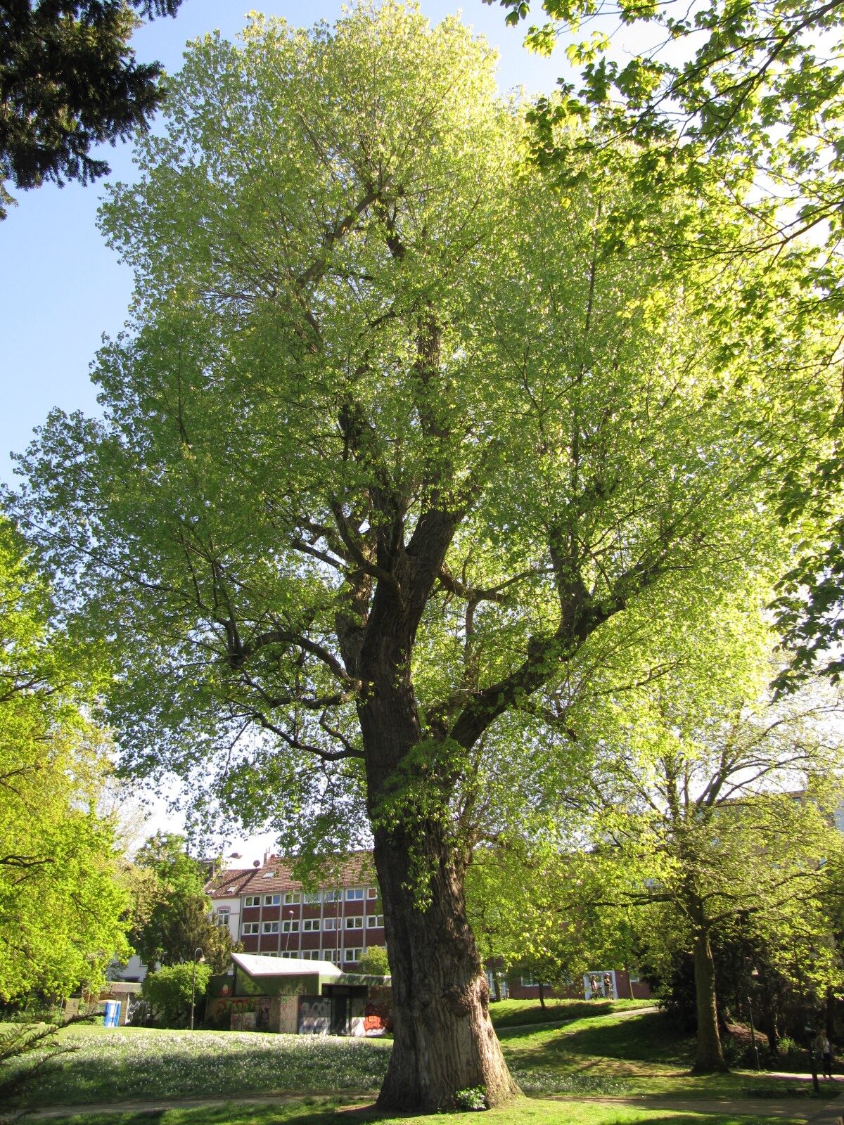 × canadensis Populus