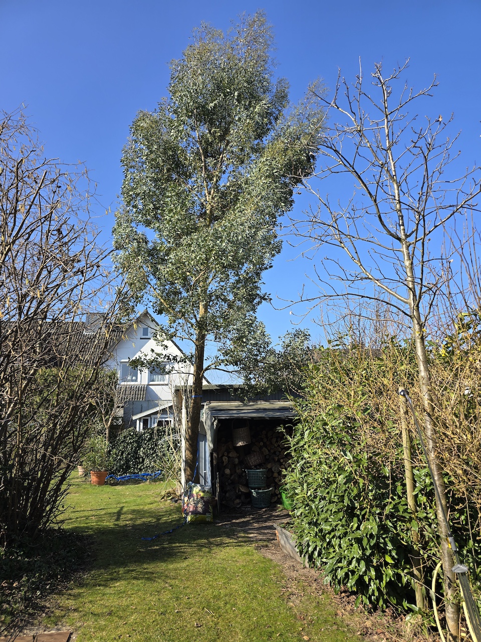 Eucalyptus gunnii 'Azura' - Hamburg - 2025