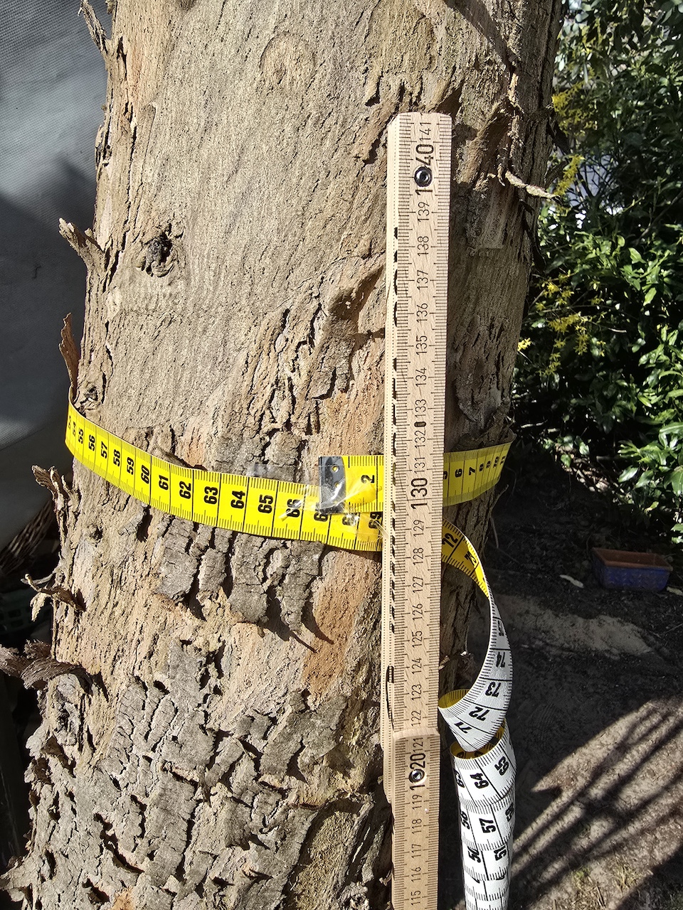 Eucalyptus gunnii 'Azura' - Hamburg - 2025
