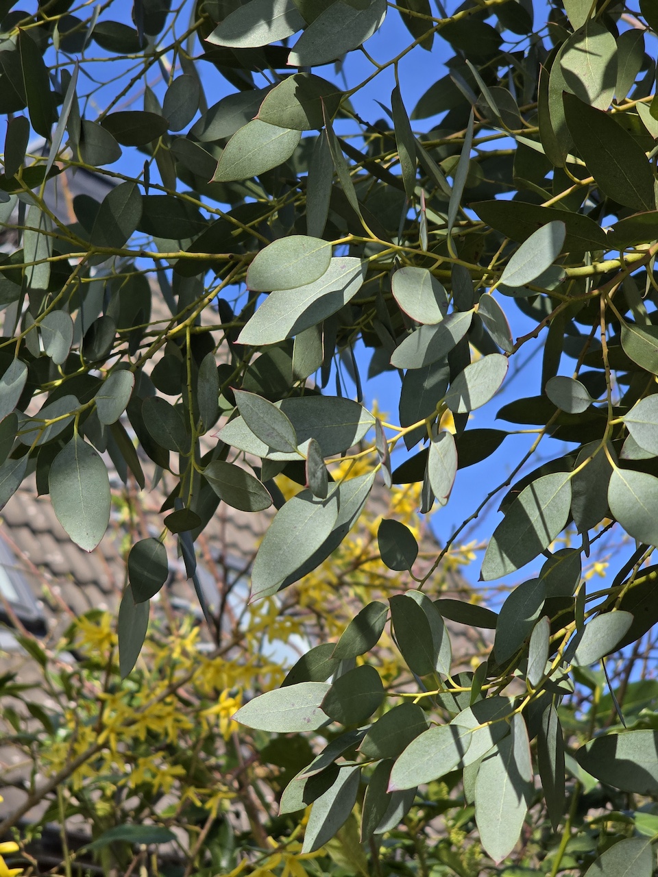 Eucalyptus gunnii 'Azura' - Hamburg - 2025