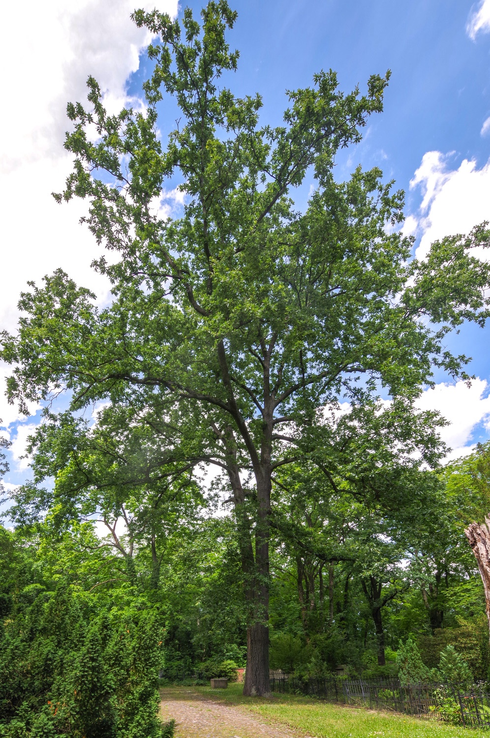 cerris Quercus