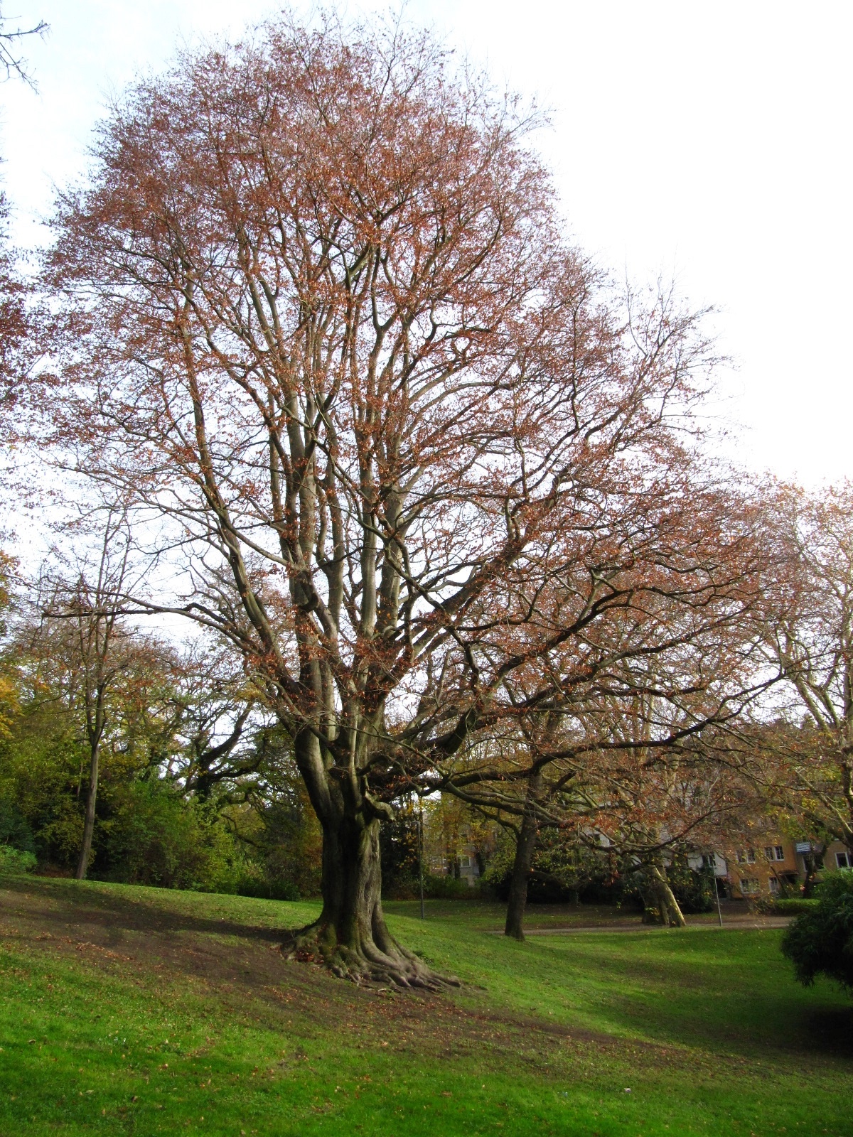 Fagus sylvatica Atropurpurea-Gruppe - Aachen - November 2025