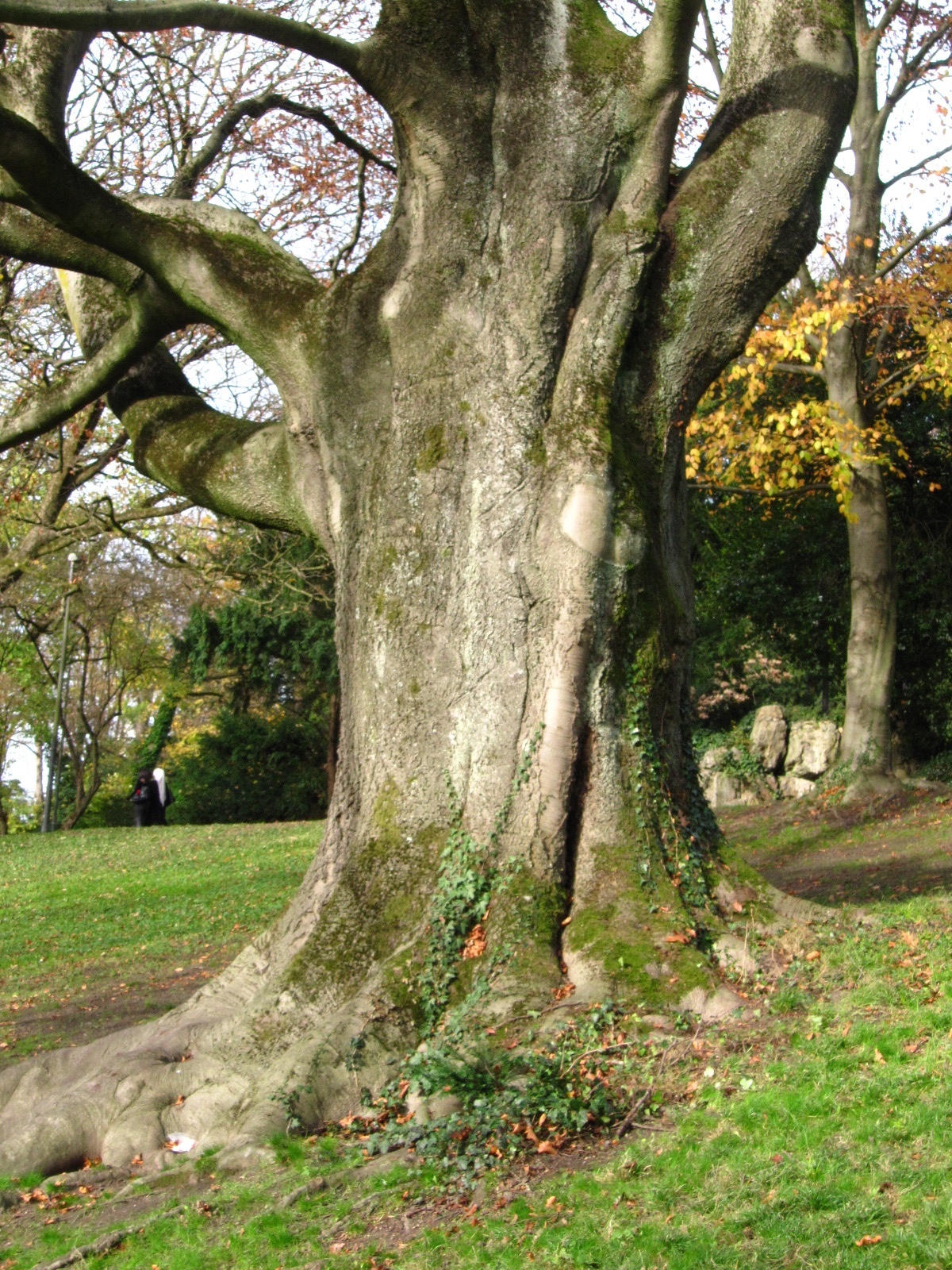 Fagus sylvatica Atropurpurea-Gruppe - Aachen - November 2025