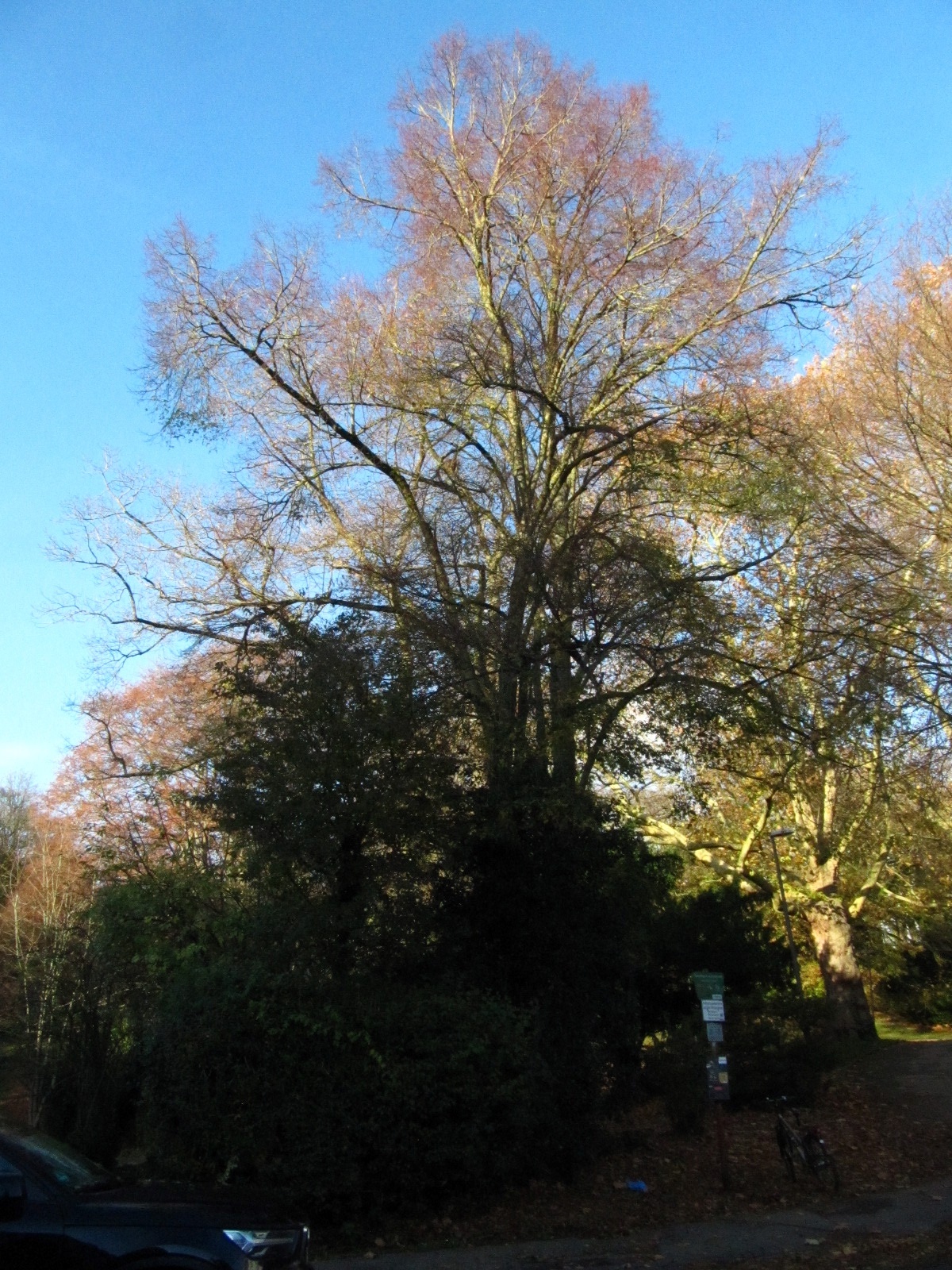 Tilia platyphyllos 'Laciniata' - Aachen - November 2025