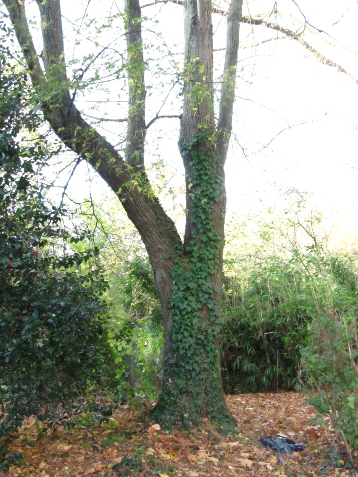 Tilia platyphyllos 'Laciniata' - Aachen - November 2025
