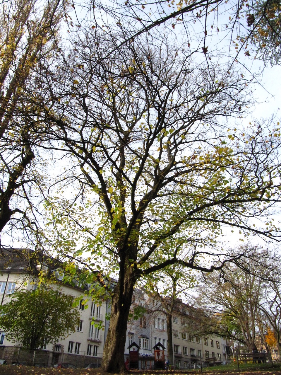 Acer velutinum - Aachen - November 2025