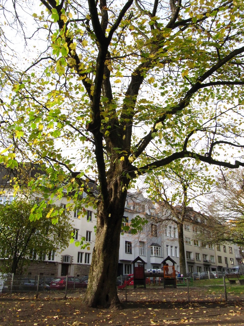 Acer velutinum - Aachen - November 2025