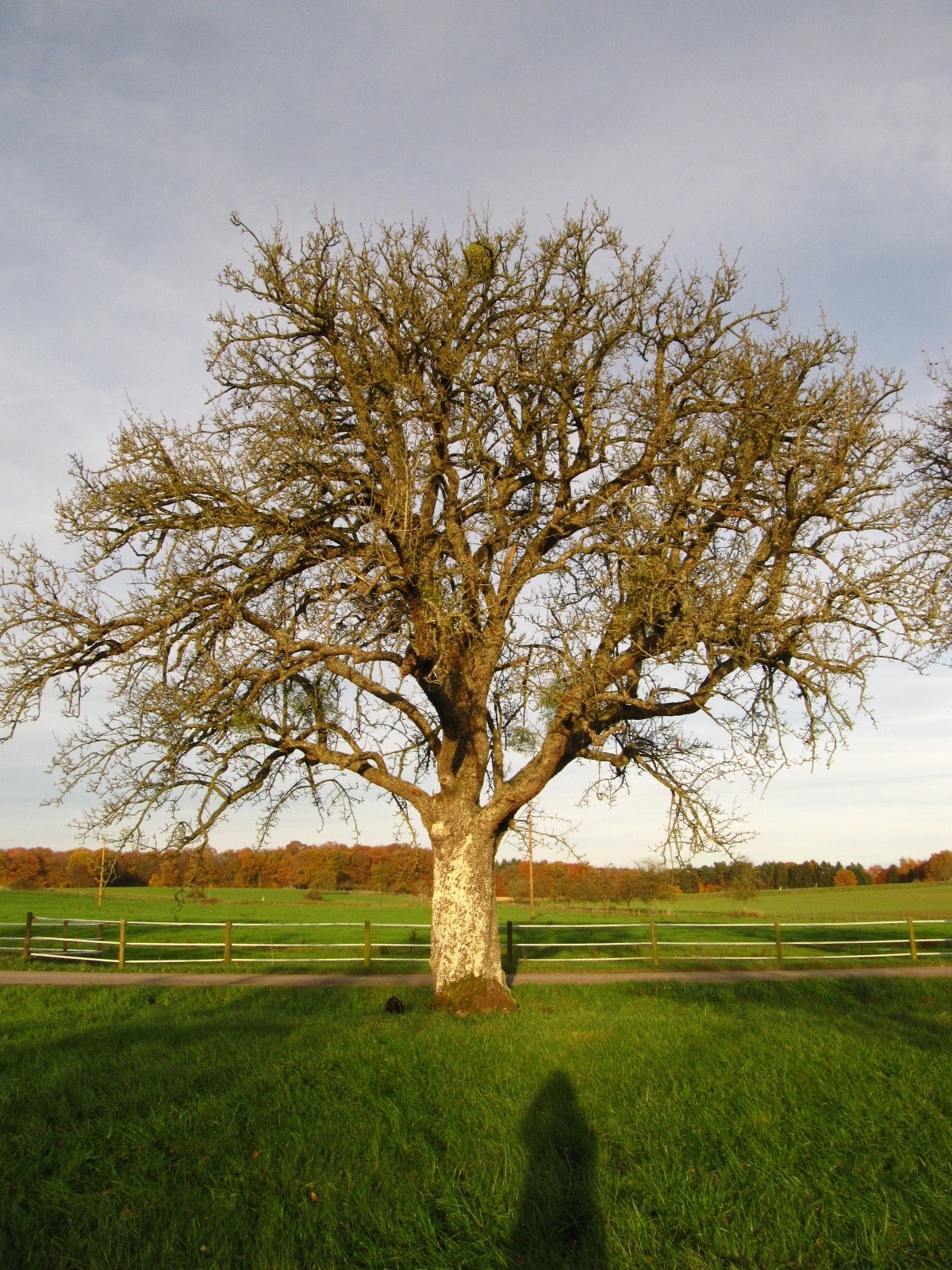 Pyrus communis - Ernzen - November 2025