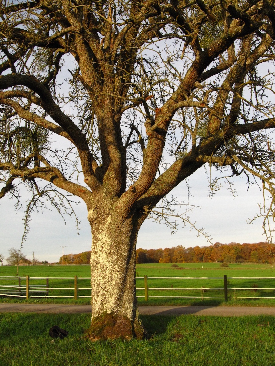 Pyrus communis - Ernzen - November 2025