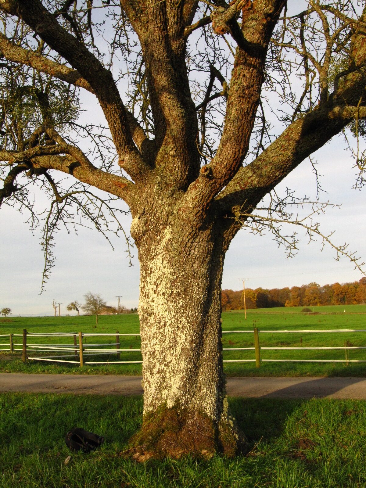 Pyrus communis - Ernzen - November 2025