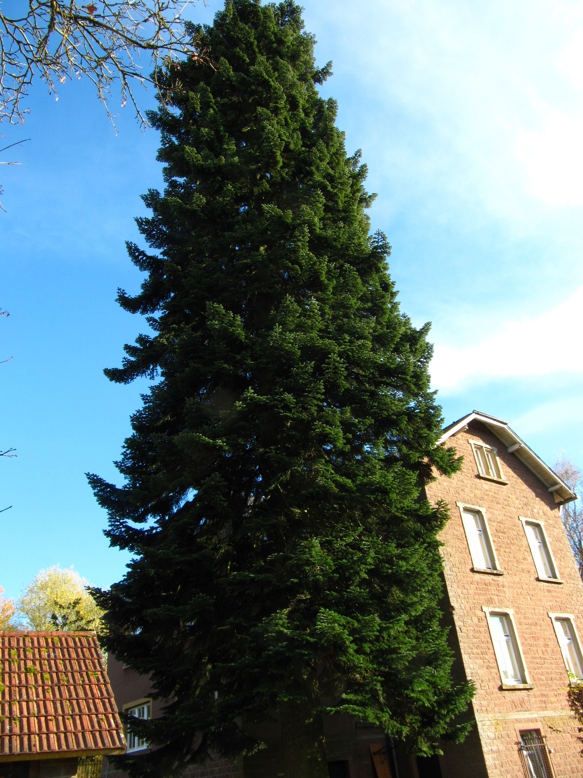 Abies nordmanniana - Stiftsberg Kyllburg - November 2025