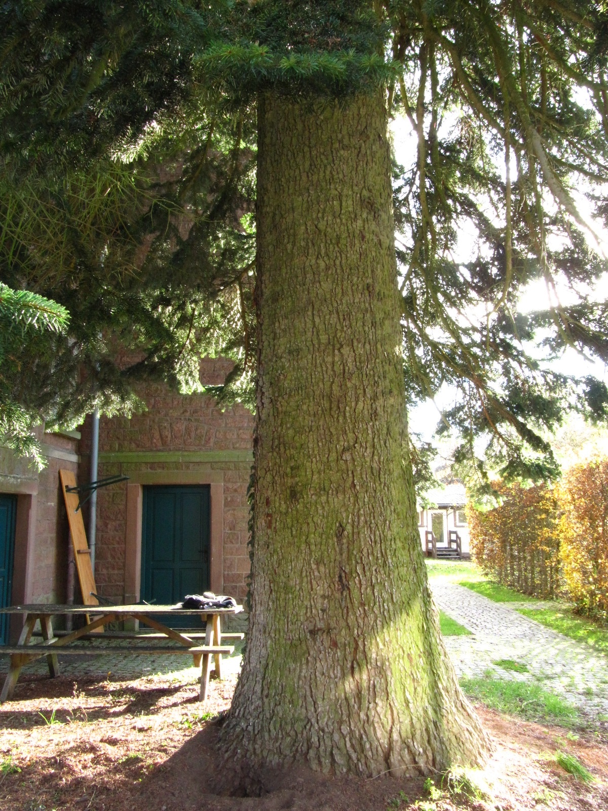 Abies nordmanniana - Stiftsberg Kyllburg - November 2025