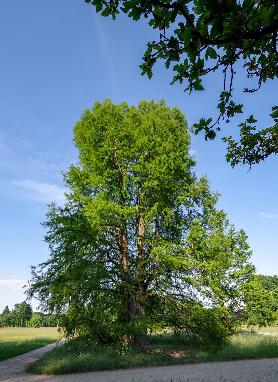 distichum Taxodium