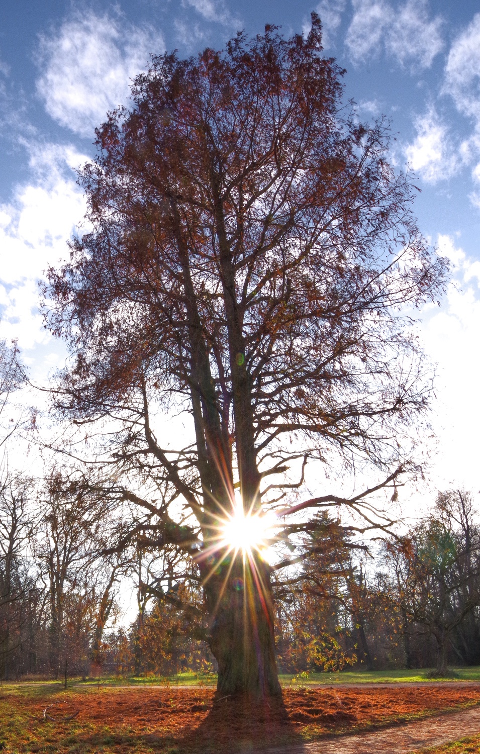 Taxodium distichum - Potsdam - Dezember 2025