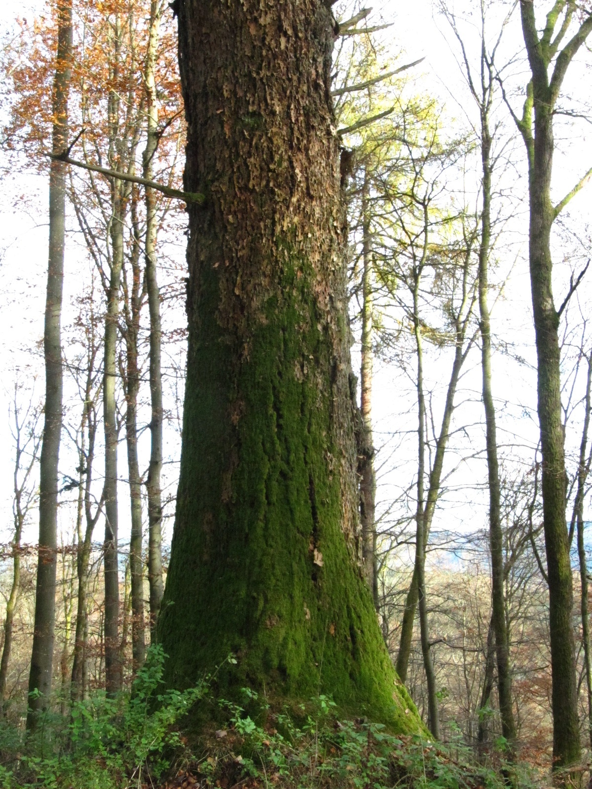 Pseudotsuga menziesii - Forst Neustraßburg - November 2025