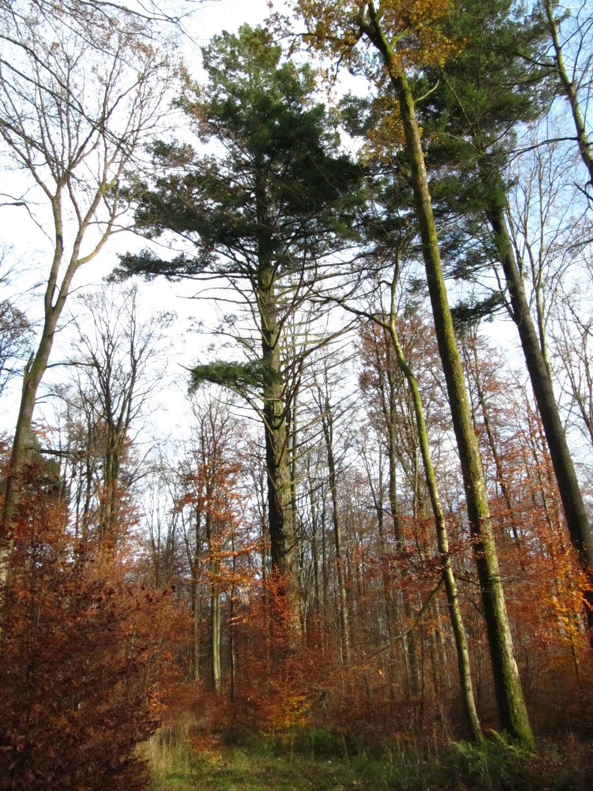 Pseudotsuga menziesii - Forst Neustraßburg - November 2025