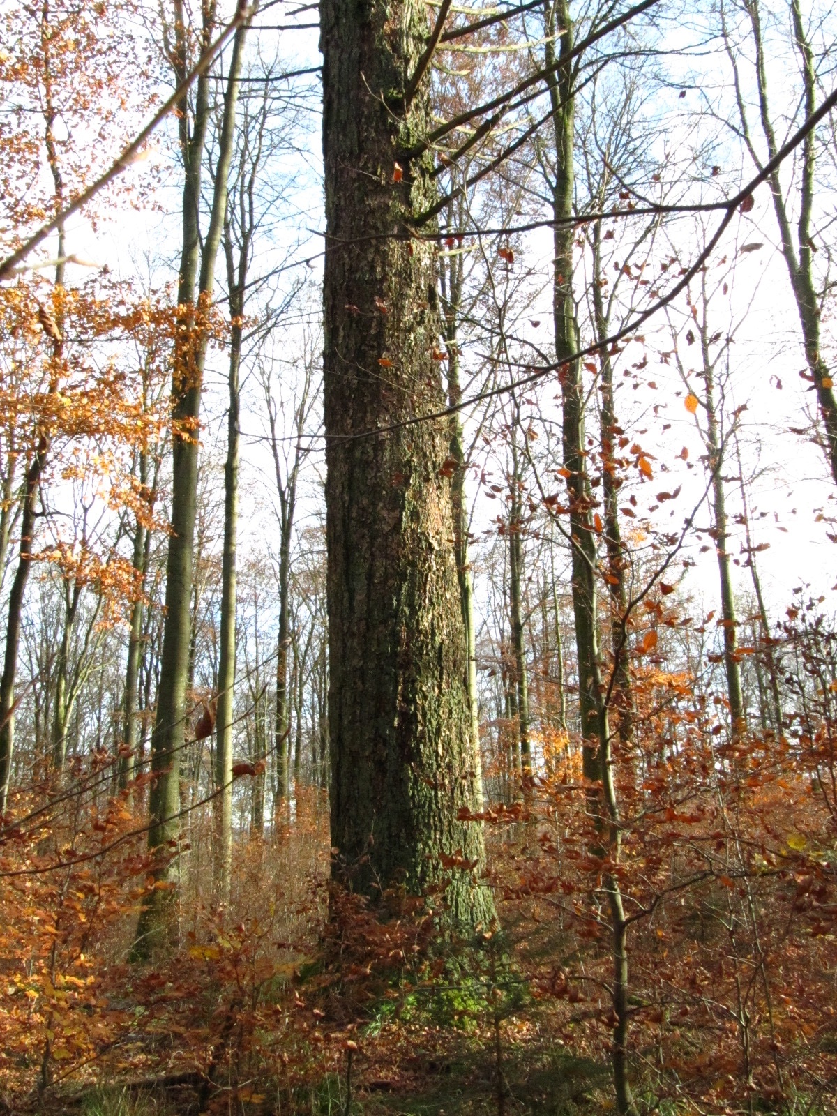 Pseudotsuga menziesii - Forst Neustraßburg - November 2025