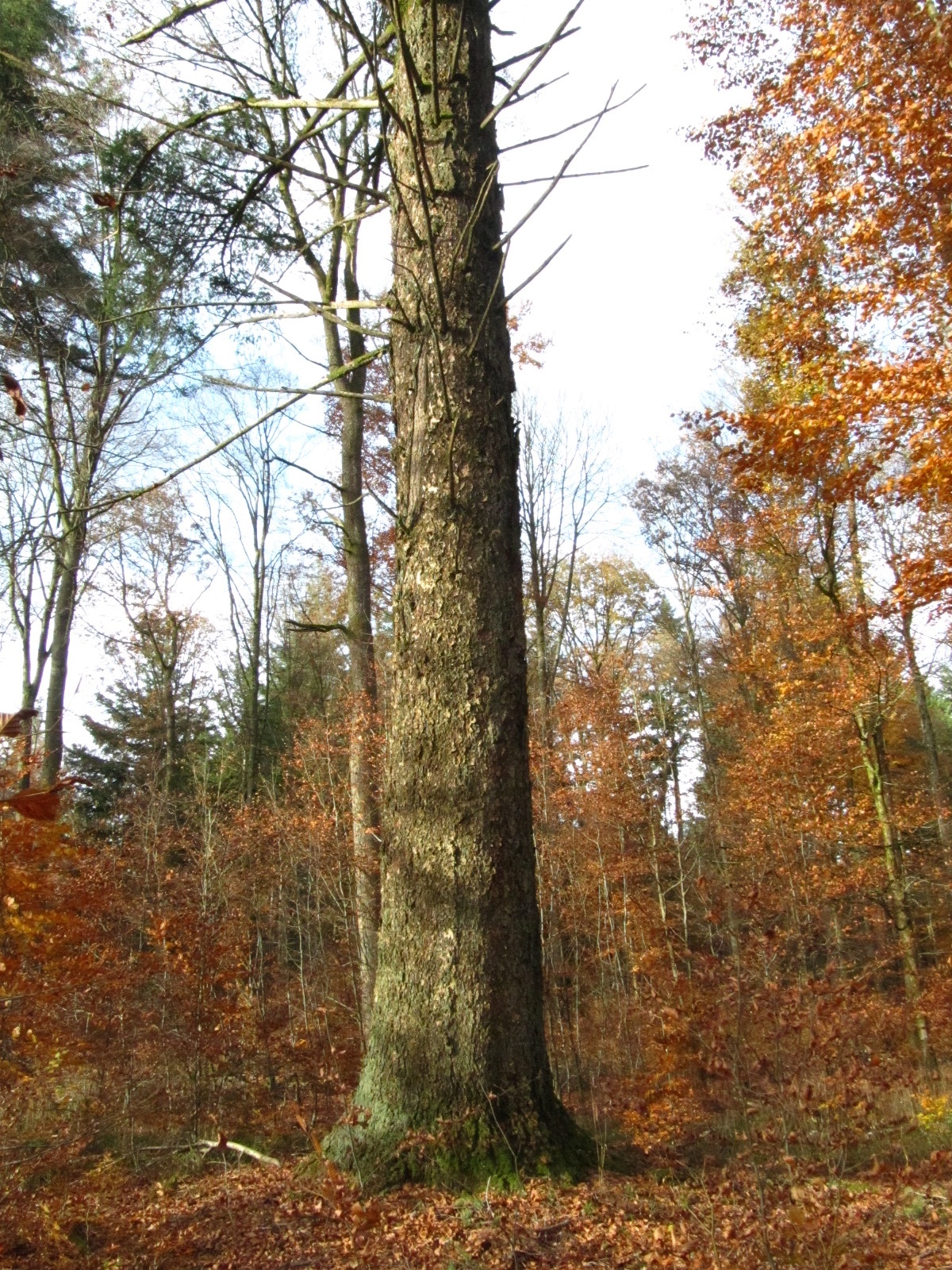 Pseudotsuga menziesii - Forst Neustraßburg - November 2025