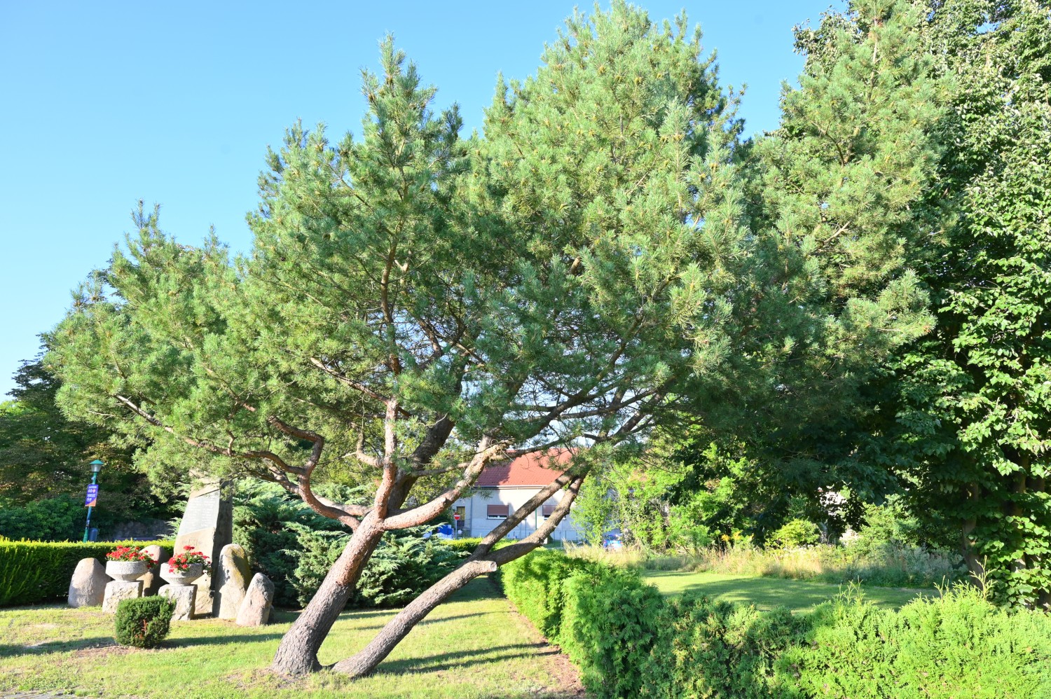 Pinus uncinata - Schönfließ - August 2024
