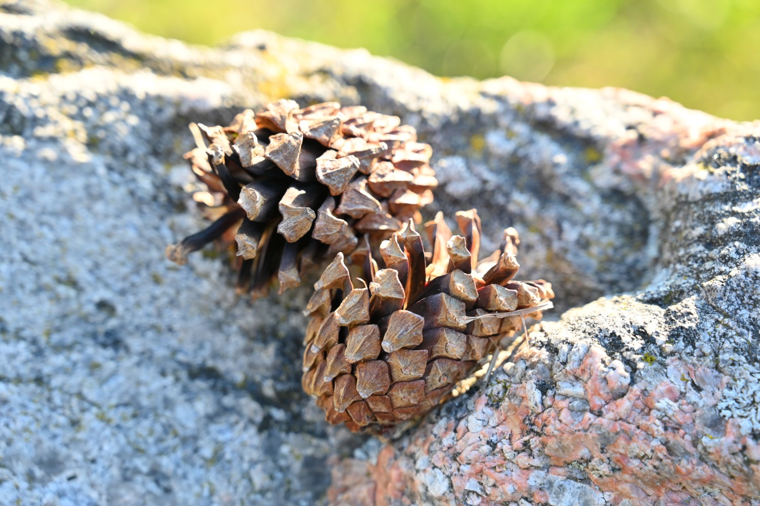 Pinus uncinata - Schönfließ - August 2024