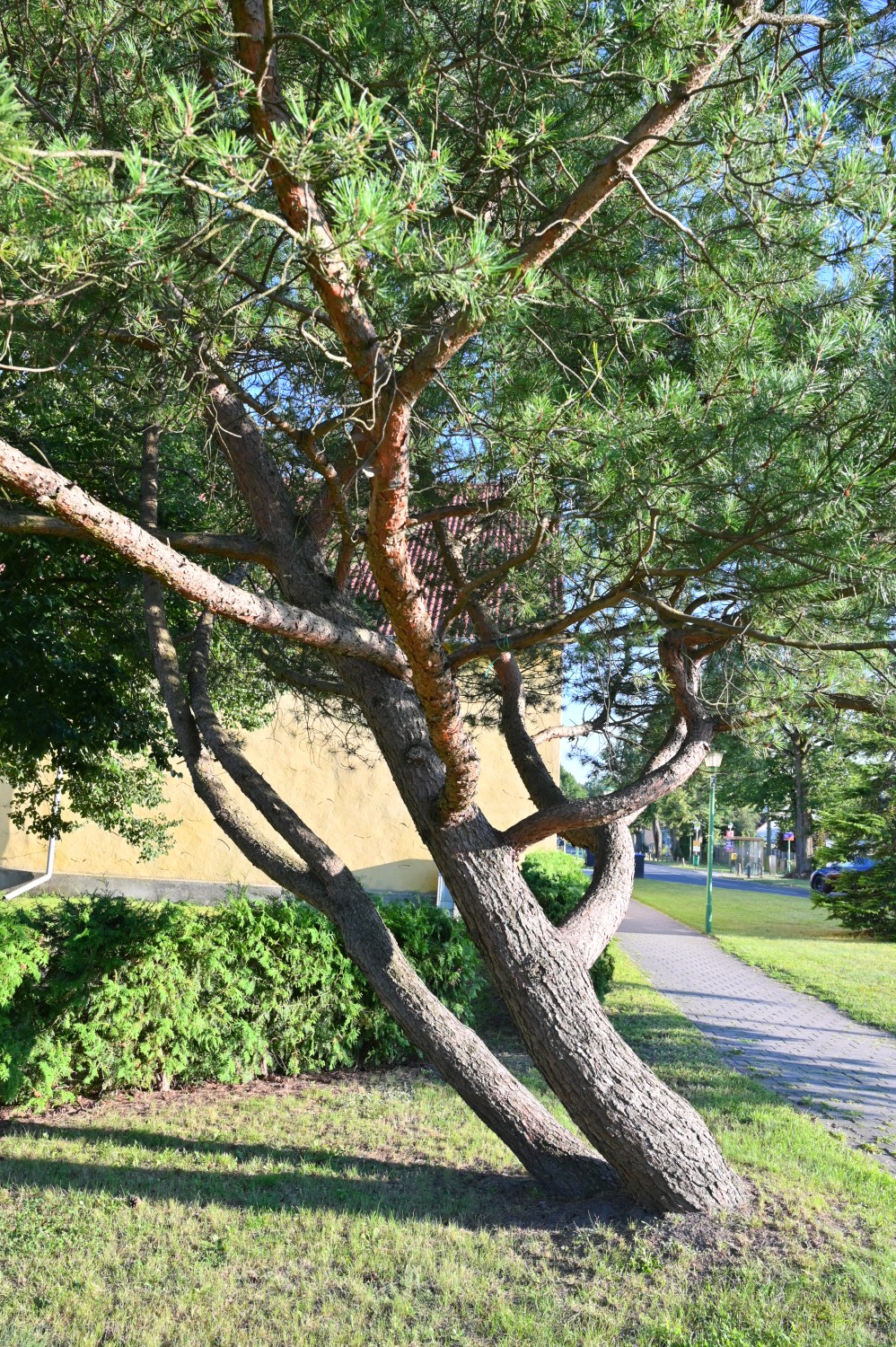 Pinus uncinata - Schönfließ - August 2024