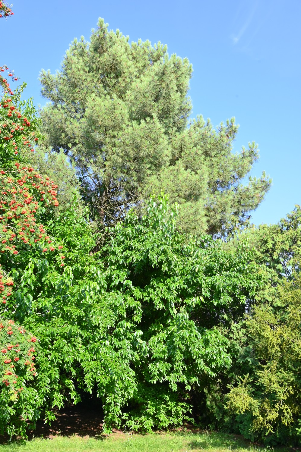 pinaster Pinus