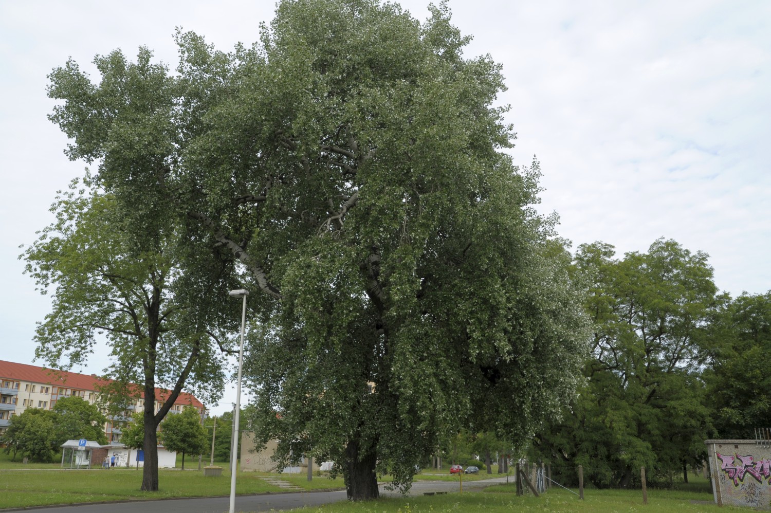 Populus × canescens - Cottbus - 2009