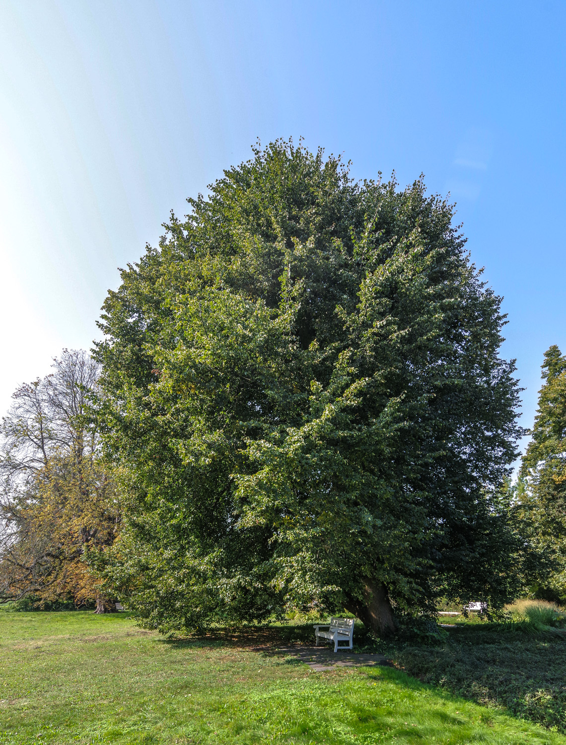 × moltkei Tilia