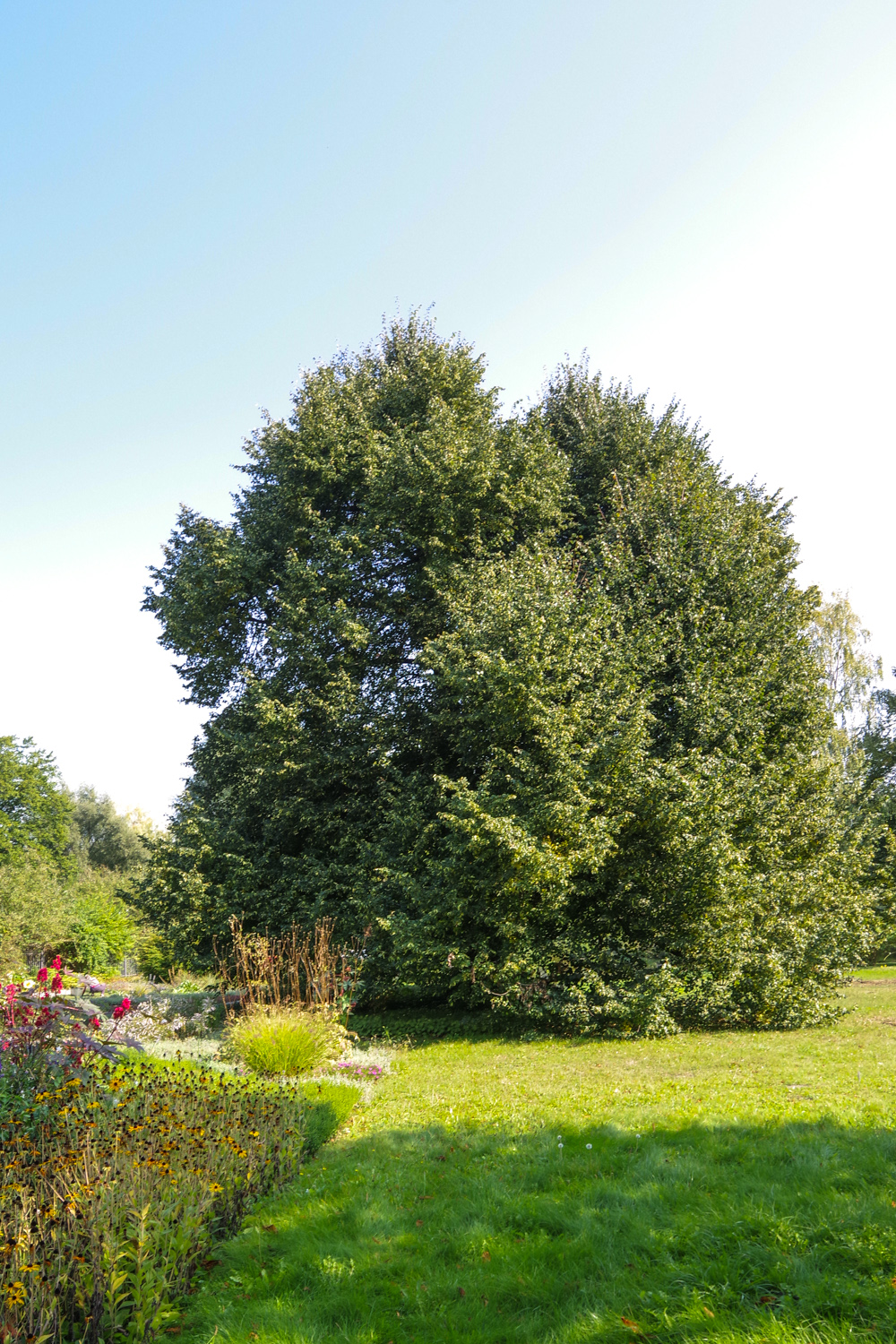 Tilia × moltkei - Potsdam - September 2024