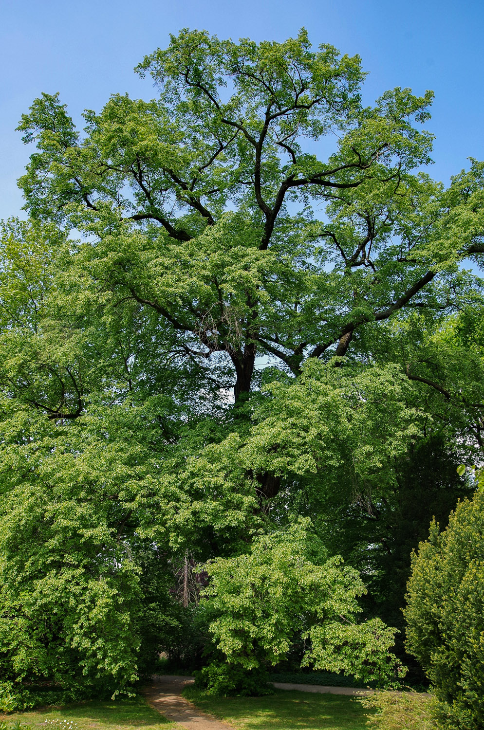 × europaea Tilia