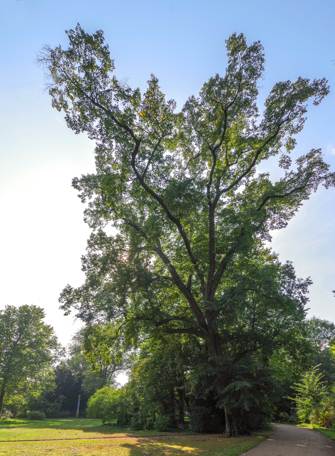 Tilia × europaea - Potsdam - September 2024