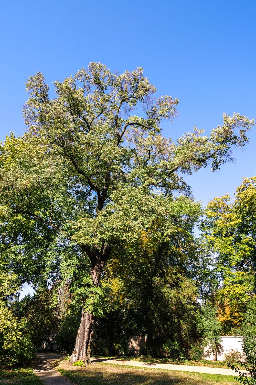 Tilia × europaea - Potsdam - Oktober 2018