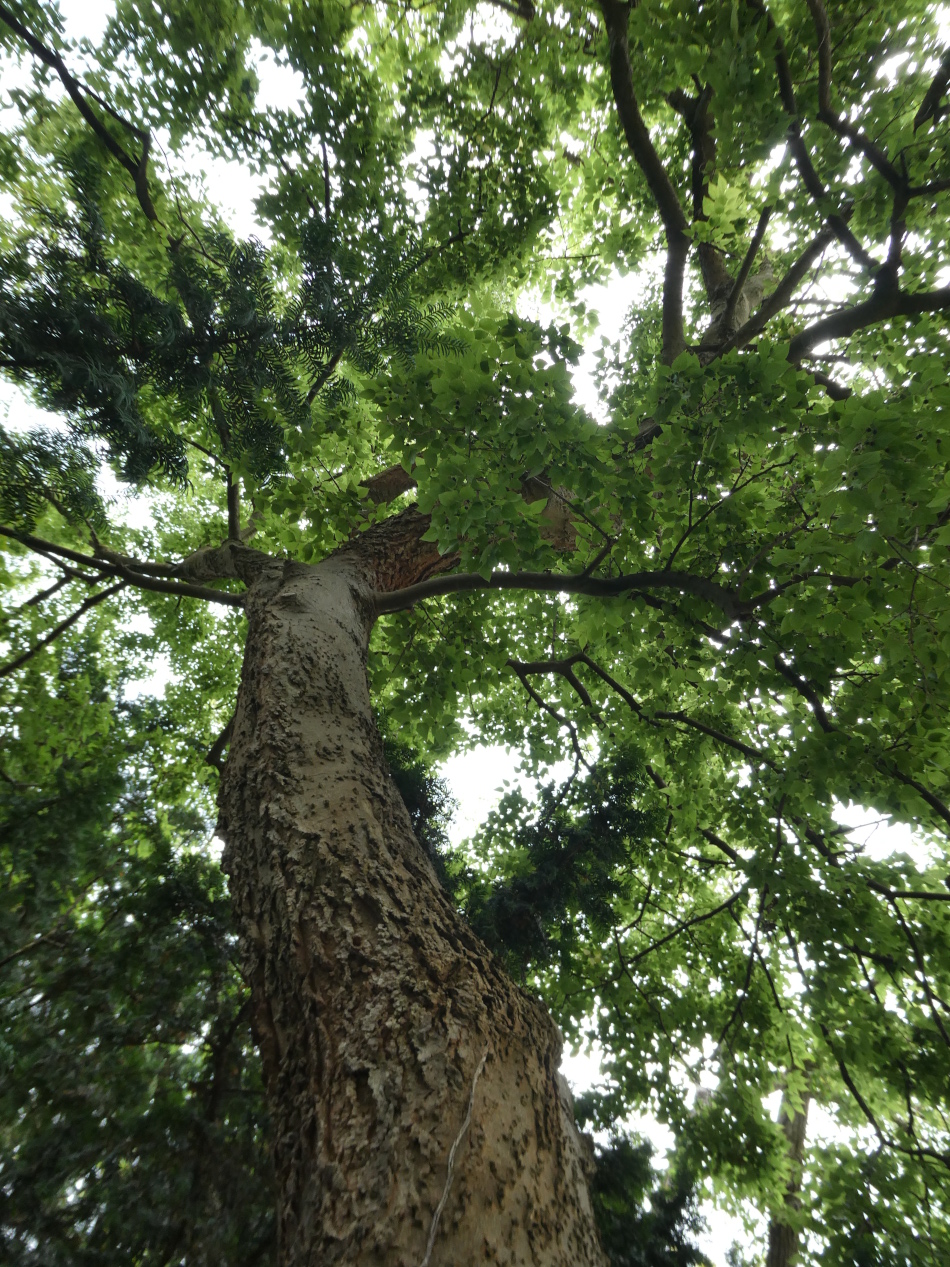 Celtis occidentalis - Erlangen - April 2023, Stamm und Kronenraum
