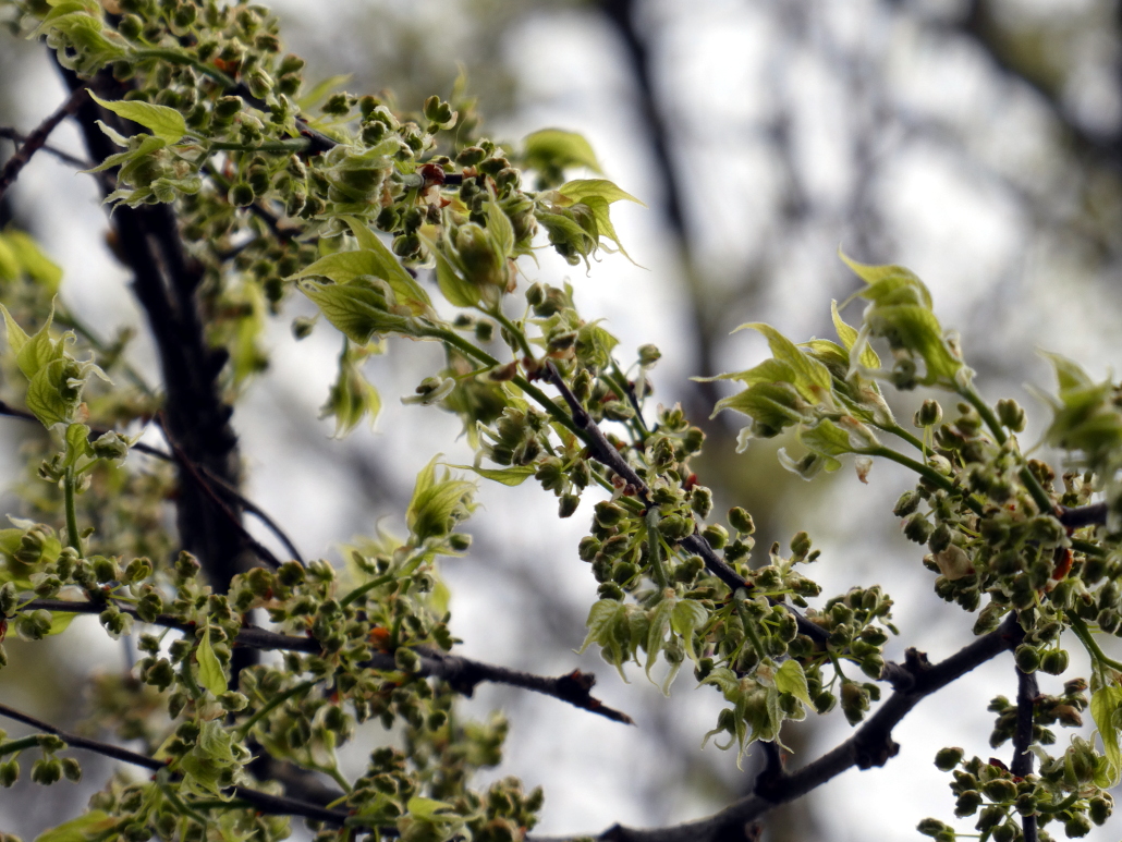 Celtis occidentalis - Erlangen - Juli 2024, Laubentwicklung