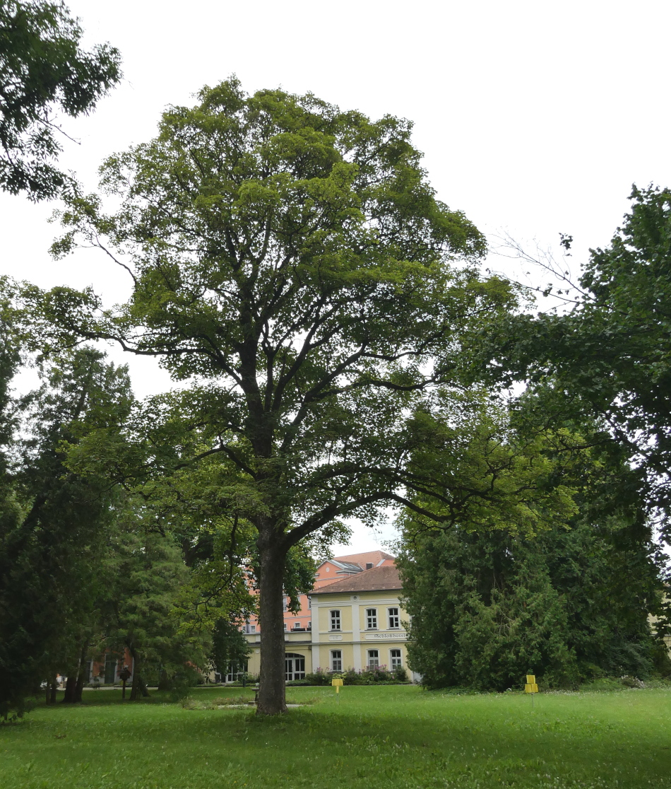 'Leopoldii' Acer pseudoplatanus