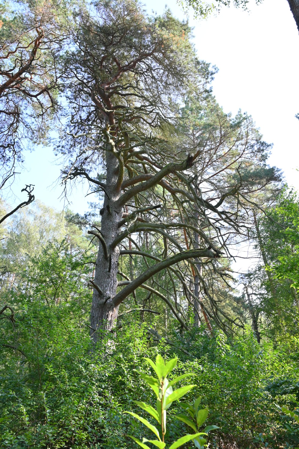 Pinus sylvestris