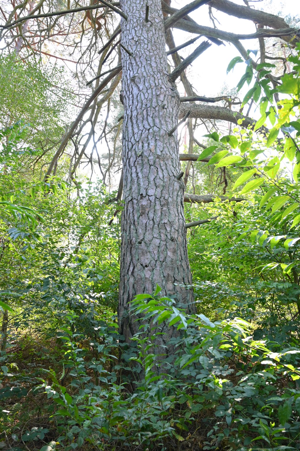 Pinus sylvestris - Schorfheide, Altkiefer im Jagen 24 - September 2024