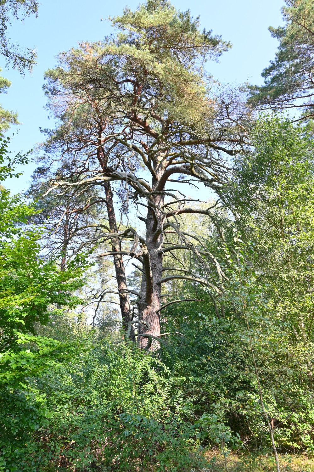 Pinus sylvestris - Schorfheide, Altkiefer im Jagen 24 - September 2024